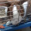 Billy J Conover1 - @billyjconover - TikTok