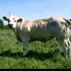 user9199785147344 - @billyconroy8 - TikTok