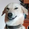 billyscoots_ - @billyscoots_ - TikTok