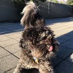 Billy Cope - @billy.cope.the.cavoodle - Instagram