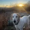Corky. - @billycorcoran8 - TikTok