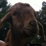 Billy Kevin Durant - @billy_kevin_ - Instagram