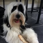 Billy Doggo - @billyduttondoggo - Instagram