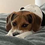 Billy Earl - @billyearlsocksquirrel - Instagram