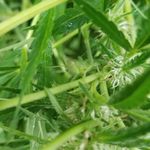 Bill Eaves - @billeaves11 - Instagram