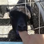 billy ebert - @dixie_normous368 - Instagram