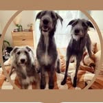 Alfie • Billy • Layla • Eddy - @_houseofthehounds - Instagram