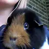 Bo Van Tricht - @billyeliet - TikTok
