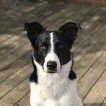 Billy Epstein - @dog_named_billy - Instagram