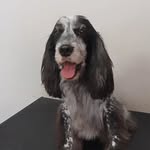 Billy Espósito - @coockerbilly - Instagram