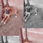 estrella é billy🐕🐶 - @estrella_e_billy - Instagram