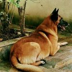 Malinois a melhor raça 🇧🇷💀🇧🇪 - @fabiano_billy_u.p.p - Instagram