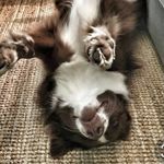 🐾 Billy Garcia - @billygarcia.a - Instagram