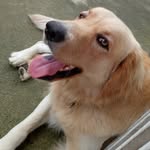 🐾B I L L Y🐾 - @billy_golden21 - Instagram