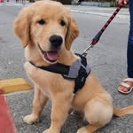 Billy - @billy.golden - Instagram