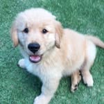 billy - @billy_golden_ - Instagram
