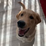 🄱🄸🄻🄻🅈 - @billy_goldenretriever_ - Instagram