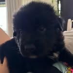 Billy_golden/stzu - @billy_golden_stzu - Instagram
