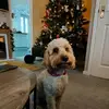 billygough65 - @billygough65 - TikTok