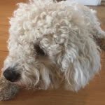 Billy Henderson - @billy_the_super_cool_bichion - Instagram