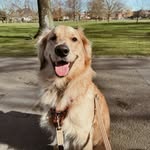 𝑩𝒊𝒍𝒍𝒚 𝑯𝒆𝒓𝒃𝒆𝒓𝒕 🤎 - @billythegoldendoodle - Instagram
