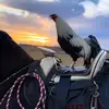 Billy  hernandez - @billy.hernandez07 - TikTok