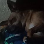 billy Hernandez - @devil_chihuahua - Instagram