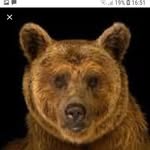 Billy Hickman - @lucid_bear - Instagram