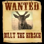 @billy_the_hirsch - Instagram