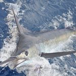 Bill Hixson - @ladydcharters - Instagram