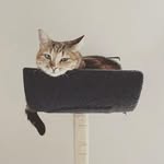 Billy Holiday - @billy_holiday_cat - Instagram