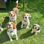 Barney, Buddy, Billy, Holly & Ivy🐾 - @barneybuddyandbilly_thebeagles - Instagram