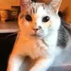 Billy Holmes - @billyholmes473 - TikTok