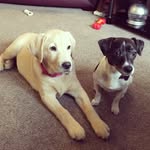 Billy & Honey - @billy_and_honey_ballingall - Instagram