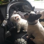 Billy And Honey - @petsbyella - Instagram
