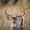 billyhuffman4 - @billyhuffman4 - TikTok