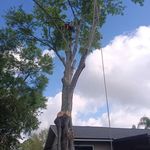 Bill Hufford - @easttowestcoasttree - Instagram