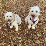 Billy & Jordan - @billy_jordan_thedoodles - Instagram