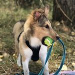 Billy - Le berger des shetland - @billy_le_shetland - Instagram