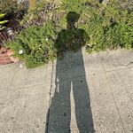 billy lemos - @billylemoss - Instagram