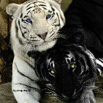 Billy Liles - @tiger11875 - Instagram