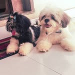 🐶 Billy & Lunna 🐩 - @billy_e_lunna - Instagram