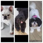 Billy e Lunna e Snow ❤️ - @billy.lunna.e.snow - Instagram