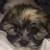 Billy Lunn and emojis 🐶😃😜😆 - @emojisnpuppies1234 - TikTok
