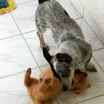 billy oxa e lunão ♥️ - @dogs_billy_lunna - Instagram