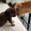 LUNNA E BILLY - @lunnabilly1 - TikTok