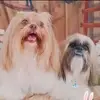 Lunna e Billy família shitzu - @lunna.billy.shitzu - TikTok
