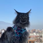 👑 Billy the Maine Coon 👑 - @billymainecoon - Instagram