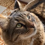 Billy 🦁 - @billy_maincoon - Instagram