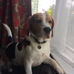 Billy the beagle - @billythemanchesterbeagle - Instagram